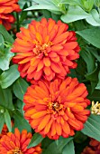 ZINNIA PROFUSION DOUBLE FIRE