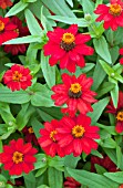 ZINNIA PROFUSION KNEE HIGH RED