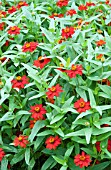 ZINNIA PROFUSION KNEE HIGH RED