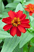 ZINNIA PROFUSION KNEE HIGH RED