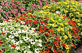 ZINNIA PROFUSION SUNRISE MIX