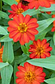 ZINNIA UPTOWN ORANGE BLOSSOM