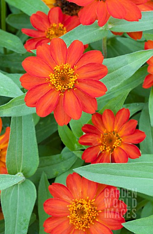 ZINNIA_UPTOWN_ORANGE_BLOSSOM