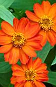 ZINNIA UPTOWN ORANGE BLOSSOM