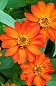 ZINNIA UPTOWN ORANGE BLOSSOM