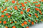 ZINNIA UPTOWN ORANGE BLOSSOM