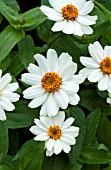 ZINNIA UPTOWN WHITE WALL