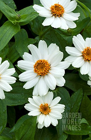 ZINNIA_UPTOWN_WHITE_WALL