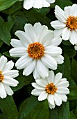 ZINNIA UPTOWN WHITE WALL