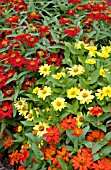 ZINNIA ZAHARA BONFIRE MIX