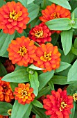 ZINNIA ZAHARA DOUBLE FIRE