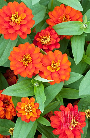 ZINNIA_ZAHARA_DOUBLE_FIRE