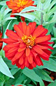 ZINNIA ZAHARA DOUBLE FIRE