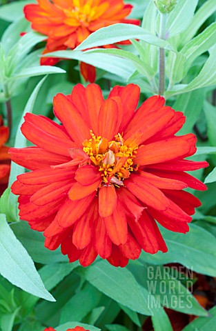 ZINNIA_ZAHARA_DOUBLE_FIRE