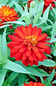 ZINNIA ZAHARA DOUBLE FIRE