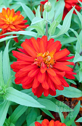 ZINNIA_ZAHARA_DOUBLE_FIRE