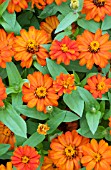 ZINNIA ZAHARA FIRE