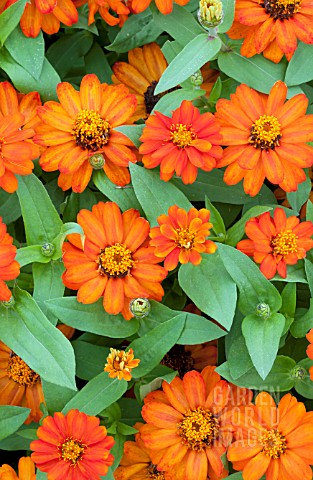 ZINNIA_ZAHARA_FIRE