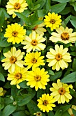 ZINNIA ZAHARA YELLOW