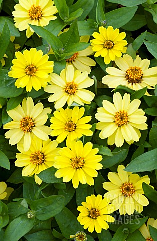 ZINNIA_ZAHARA_YELLOW