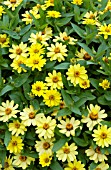 ZINNIA ZAHARA YELLOW