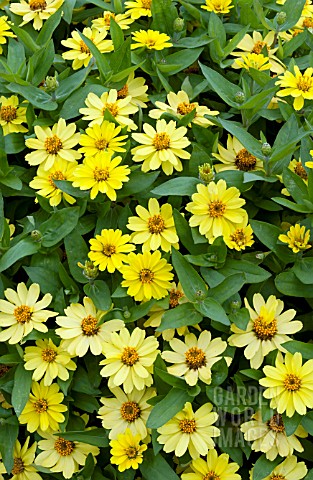 ZINNIA_ZAHARA_YELLOW