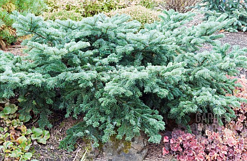 ABIES_AMABILIS_SPREADING_STAR