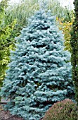 ABIES CONCOLOR BLUE CLOAK