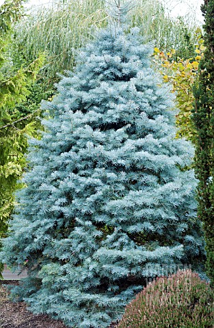 ABIES_CONCOLOR_BLUE_CLOAK