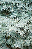 ABIES CONCOLOR BLUE CLOAK