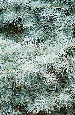 ABIES_CONCOLOR_BLUE_CLOAK