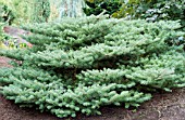 ABIES KOREANA BLAUER PFIFF