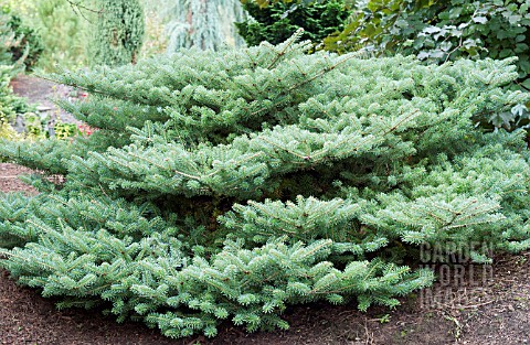 ABIES_KOREANA_BLAUER_PFIFF