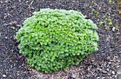 ABIES KOREANA SILBERKUGEL