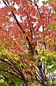 ACER PALMATUM SANGO KAKU