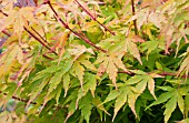 ACER PALMATUM SANGO KAKU