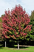 ACER RUBRUM AUTUMN SPIRE