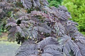 ALBIZIA SUMMER CHOCOLATE