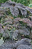 ALBIZIA SUMMER CHOCOLATE