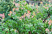 ARCTOSTAPHYLOS SUNSET