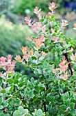 ARCTOSTAPHYLOS SUNSET