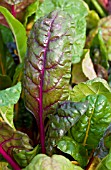 BETA VULGARIS, SWISS CHARD