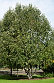 BETULA UTILIS DOORENBOS