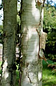 BETULA UTILIS DOORENBOS