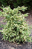 BUXUS SEMPERVIRENS AUREA PENDULA