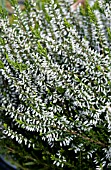 CALLUNA VULGARIS JEANETTE