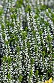 CALLUNA VULGARIS JEANETTE