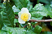 CAMELLIA SINENSIS SEABREEZE