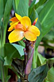 CANNA ORANGE CHOCOLATE