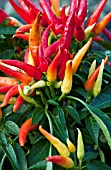 CAPSICUM ANNUUM